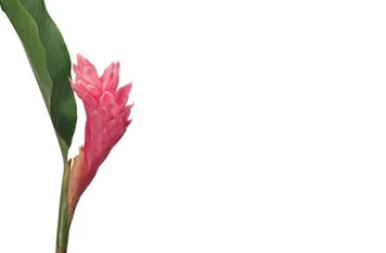 floradec20260521165518399507