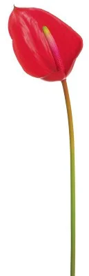 floradec20260521172305403414