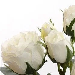 floradec20260521174246406266